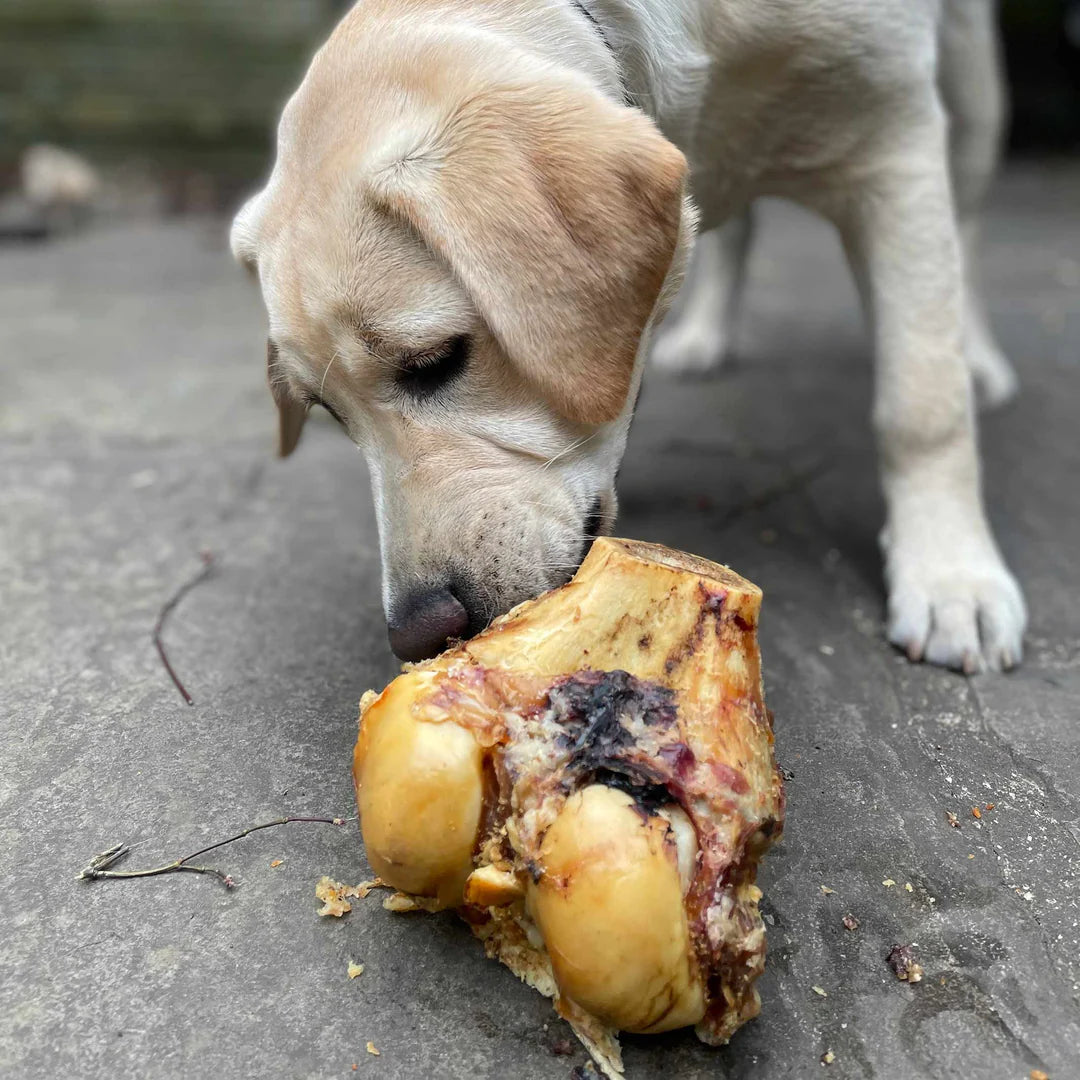 XL Roasted Knuckle Bone